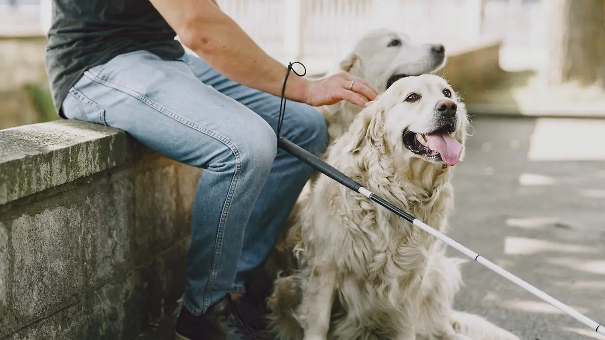 los perros guía no deben ser considerados mascotas Pexels (1)